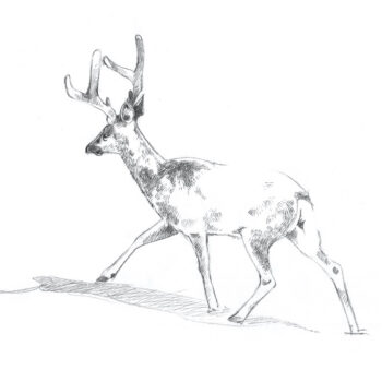 Techniques avancées | dessiner un jeune cerf
